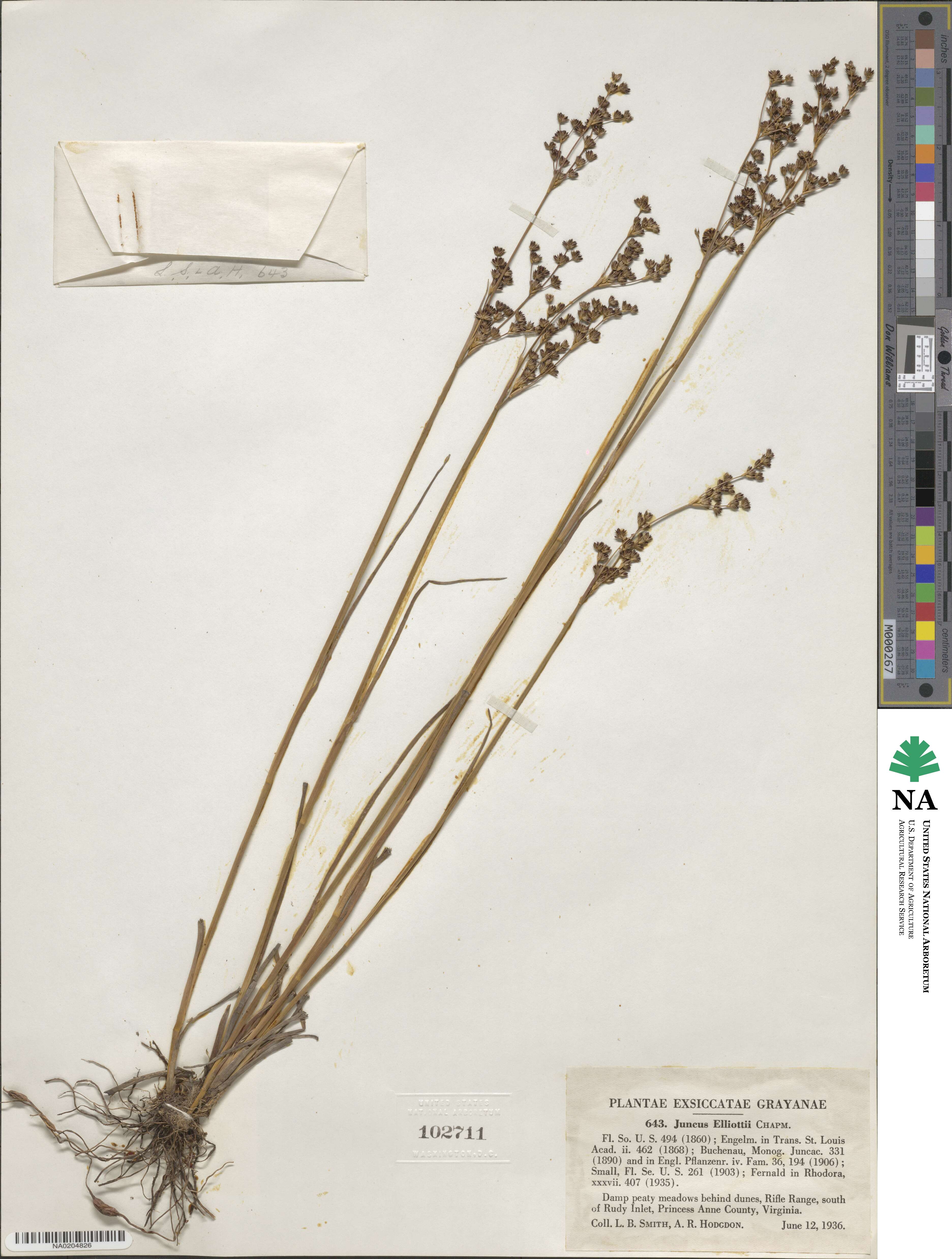 Juncus elliottii image