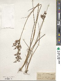 Juncus elliottii image