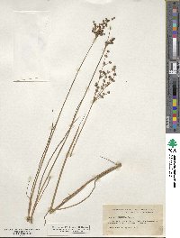 Juncus elliottii image