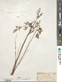 Juncus elliottii image