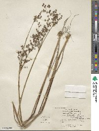 Juncus elliottii image