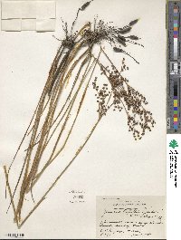 Juncus elliottii image