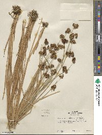 Juncus ensifolius image