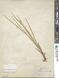 Juncus ensifolius image