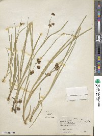 Juncus ensifolius image