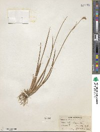 Juncus ensifolius image