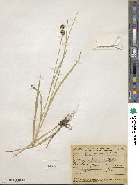 Juncus ensifolius image