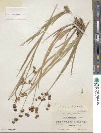 Juncus ensifolius image