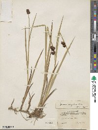 Juncus ensifolius image