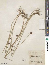 Juncus ensifolius image