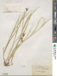 Juncus ensifolius image