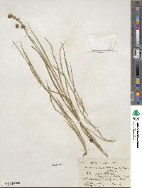 Juncus ensifolius image