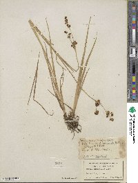 Juncus ensifolius image