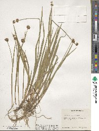 Juncus ensifolius image