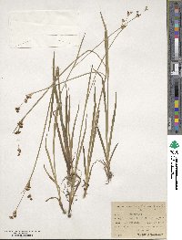 Juncus ensifolius image