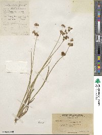 Juncus ensifolius image