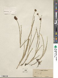 Juncus ensifolius image