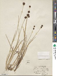 Juncus ensifolius image