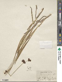 Juncus ensifolius image