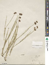 Juncus ensifolius image