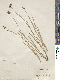 Juncus ensifolius image