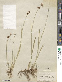 Juncus ensifolius image