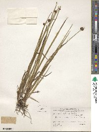 Juncus ensifolius image