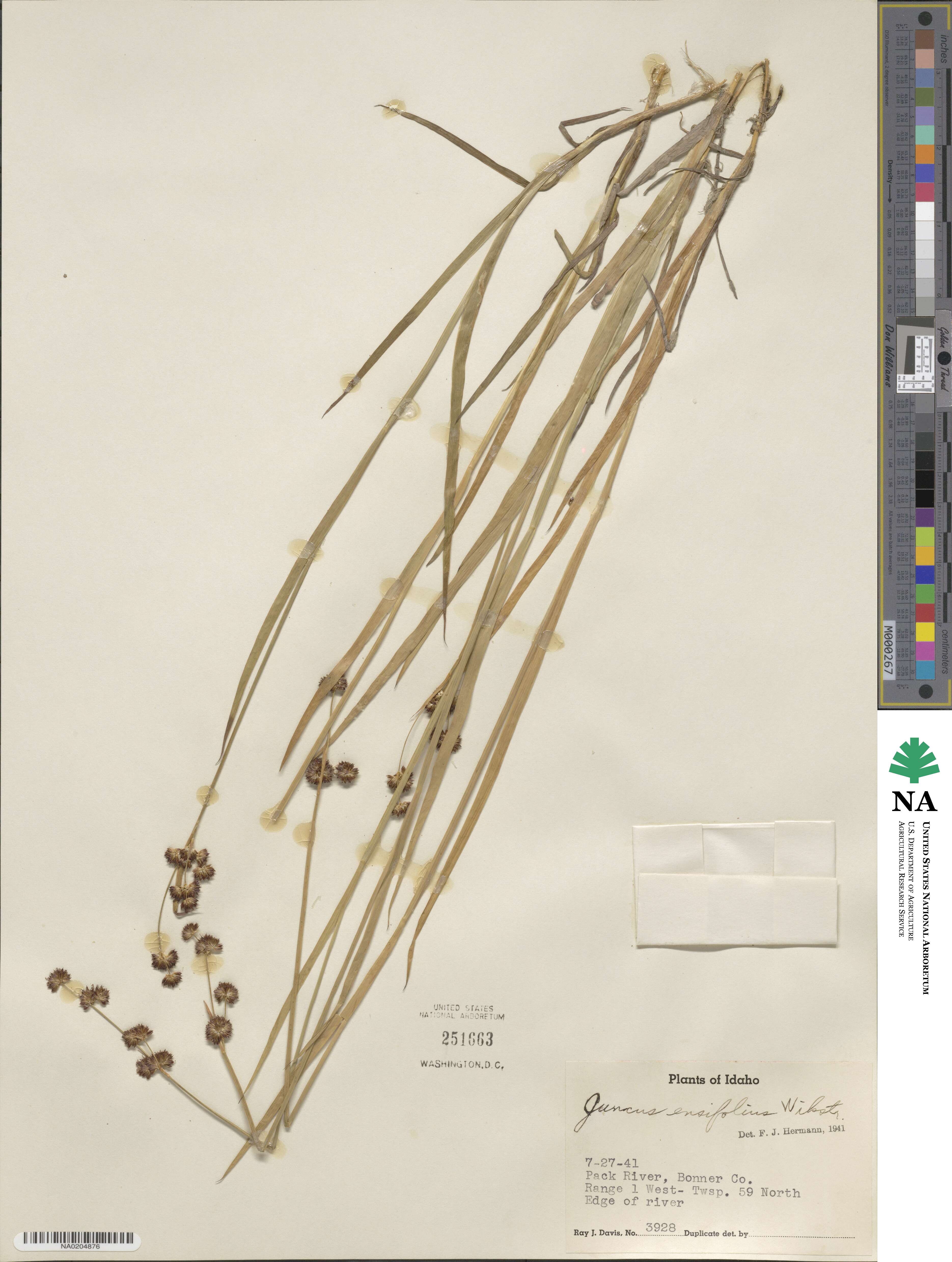 Juncus ensifolius image