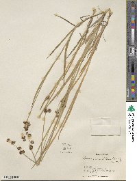 Juncus ensifolius image