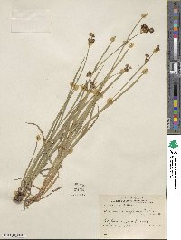 Juncus ensifolius image