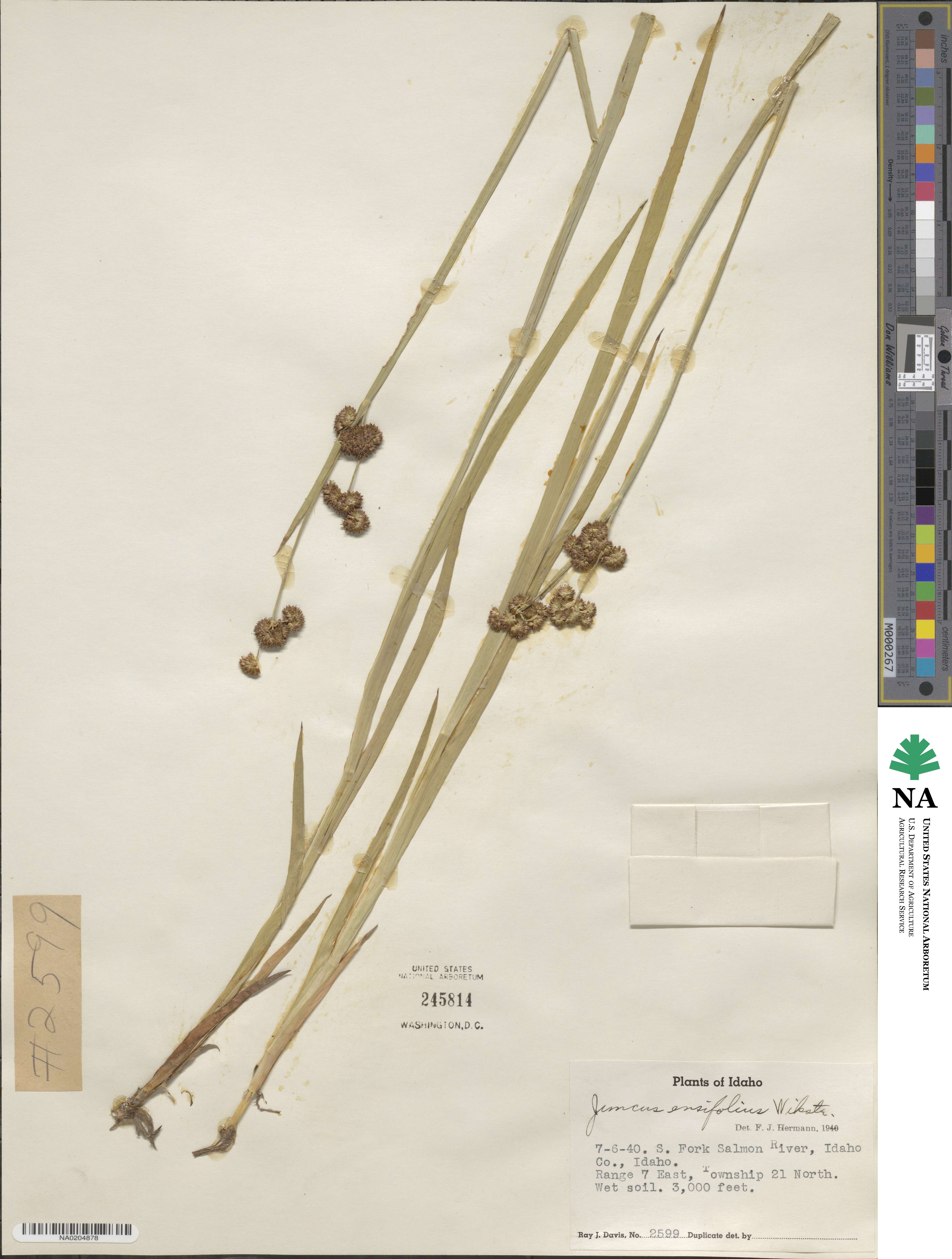 Juncus ensifolius image