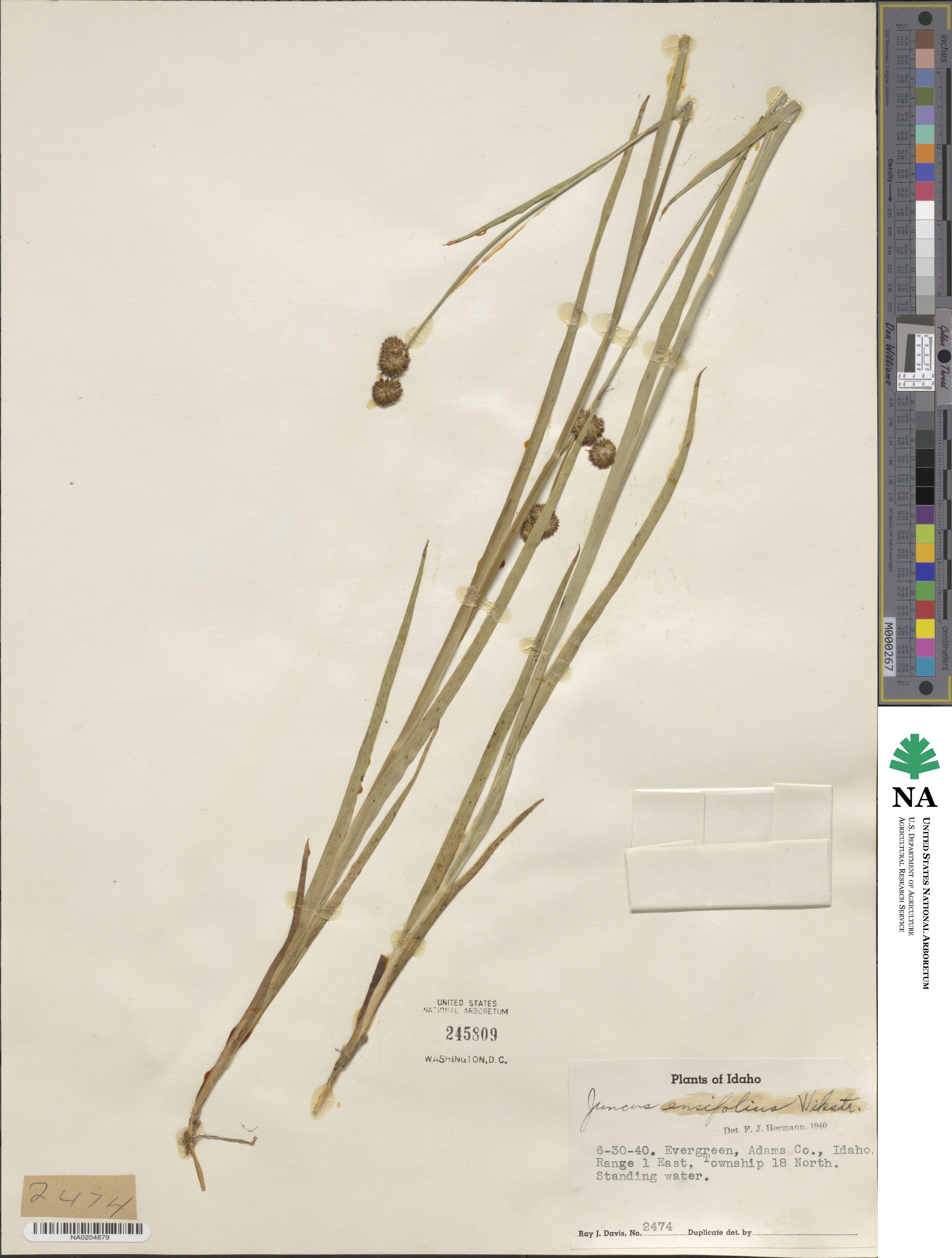 Juncus ensifolius image