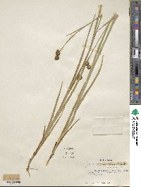 Juncus ensifolius image