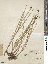 Juncus ensifolius image