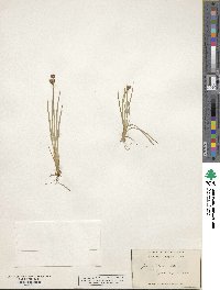 Juncus falcatus image