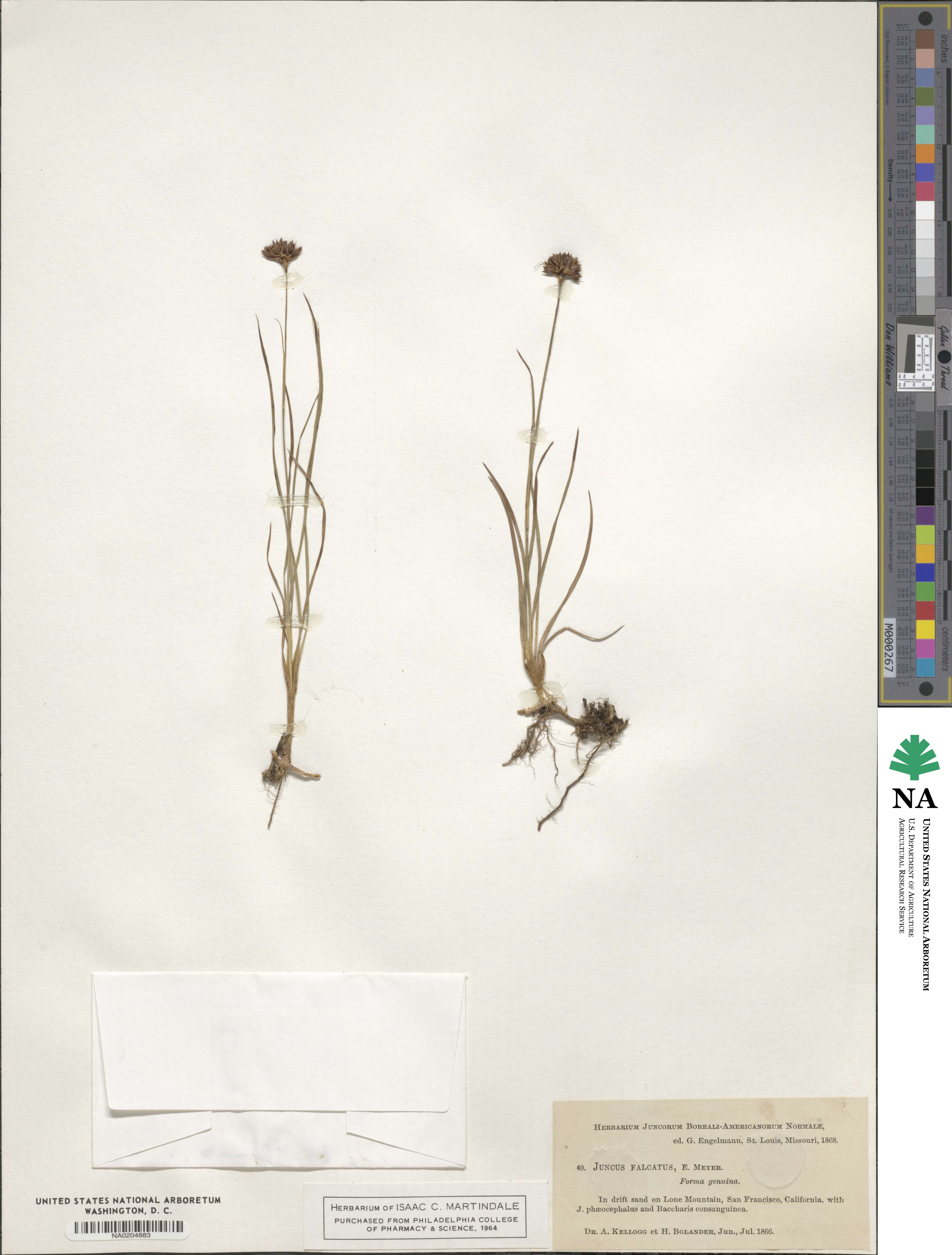 Juncus falcatus image