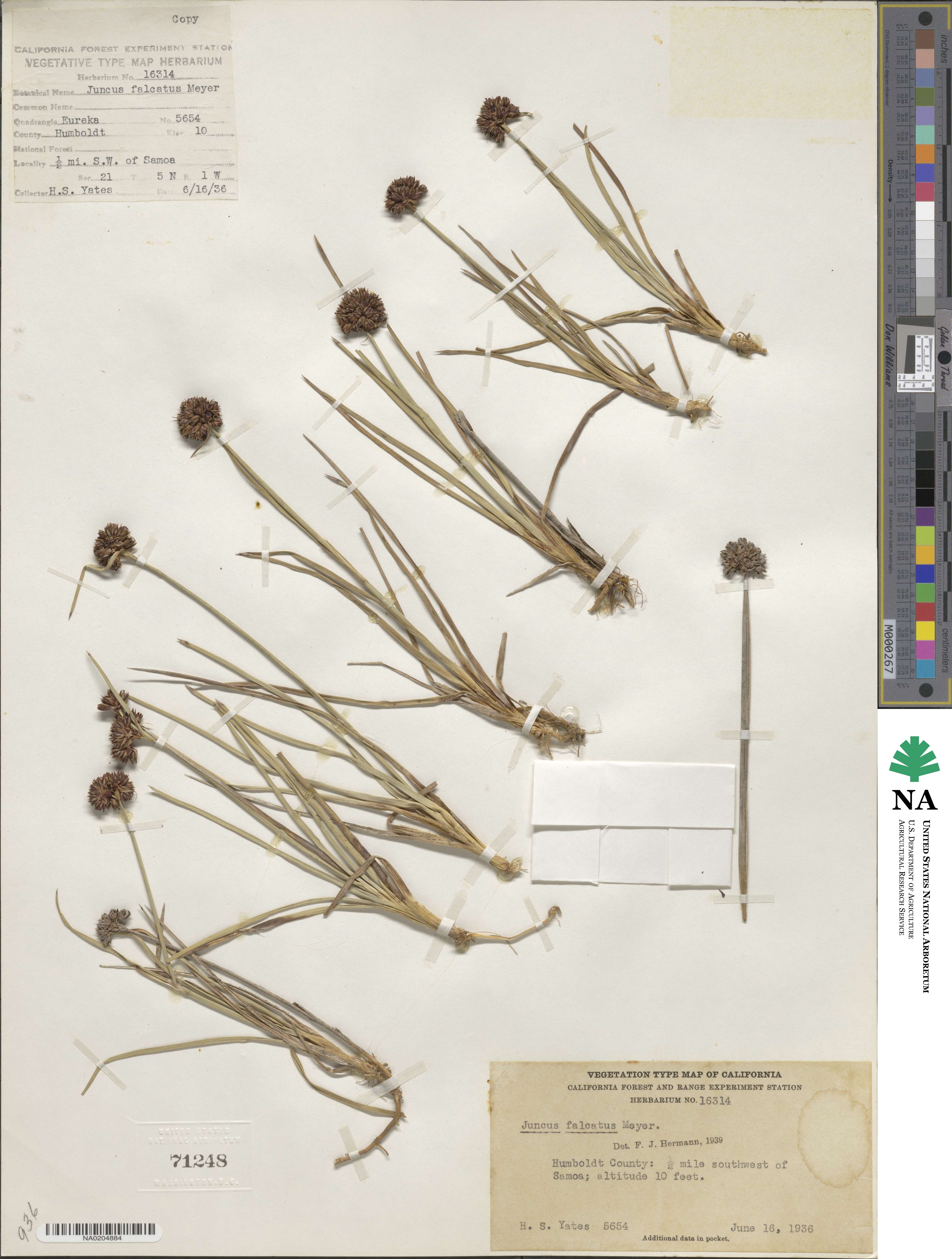 Juncus falcatus image