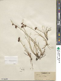 Juncus falcatus image