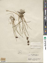 Juncus falcatus image