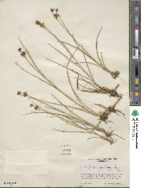 Juncus falcatus image