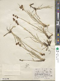 Juncus falcatus image