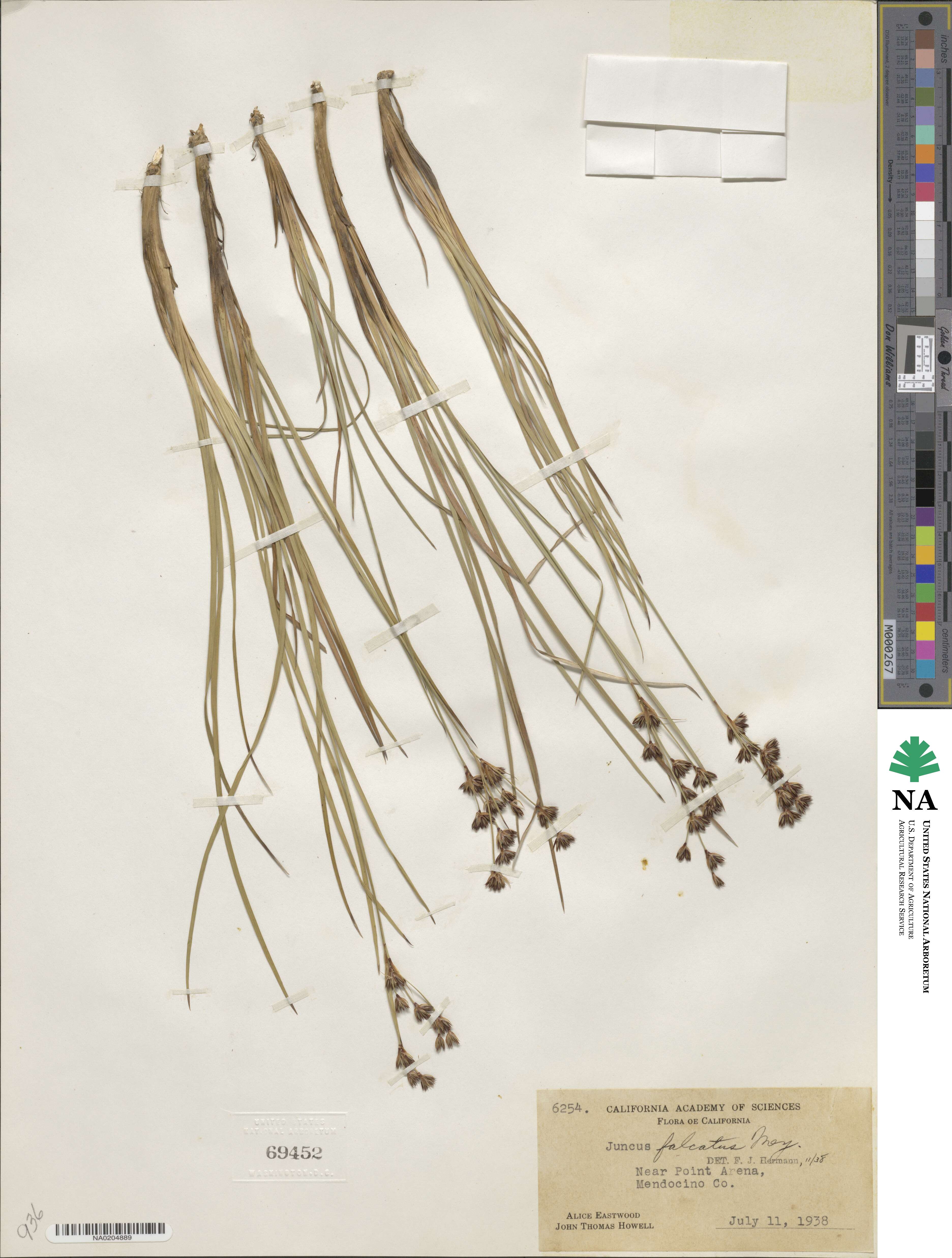 Juncus falcatus image