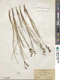 Juncus falcatus image