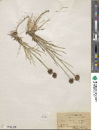 Juncus falcatus image