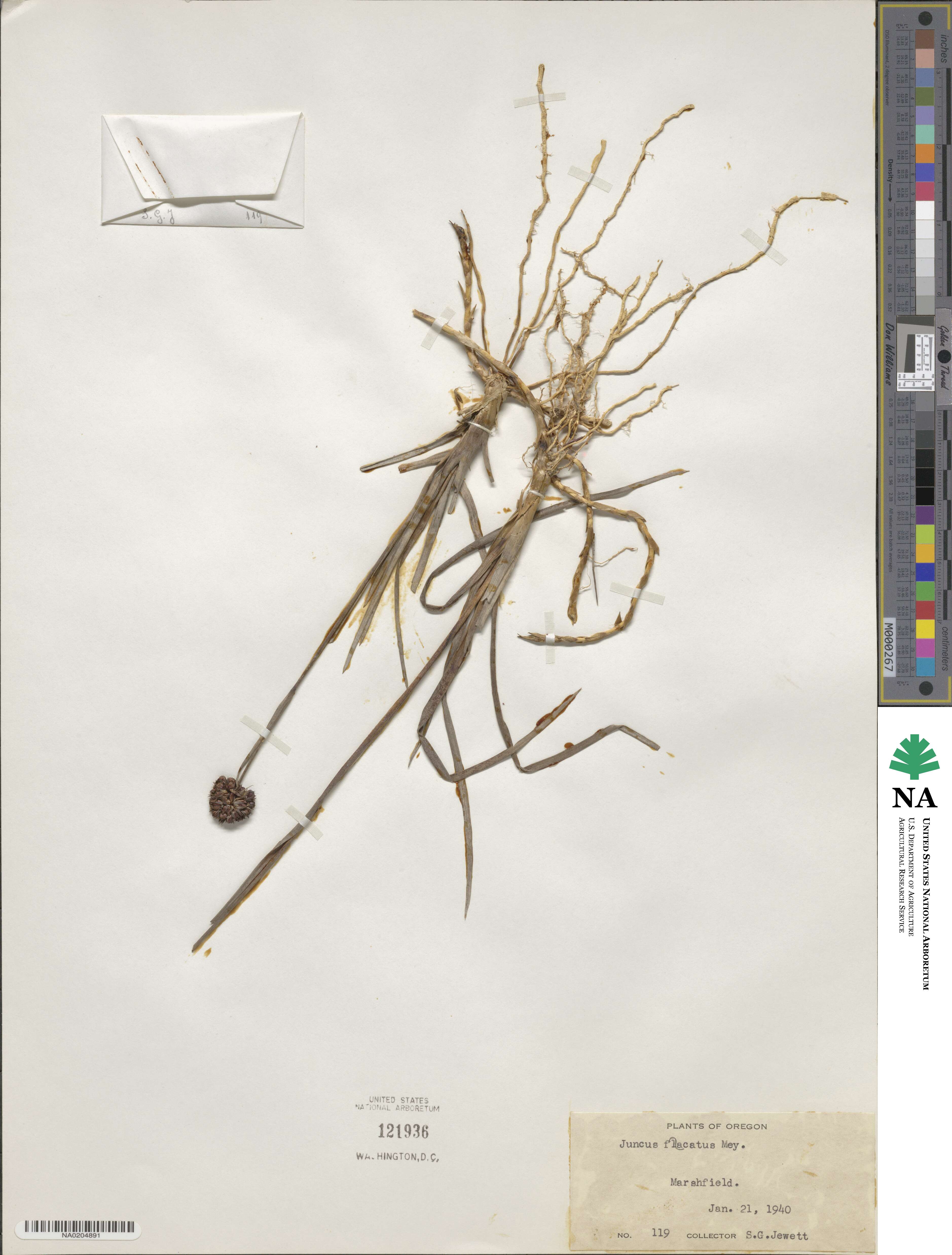 Juncus falcatus image