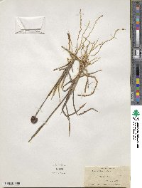 Juncus falcatus image