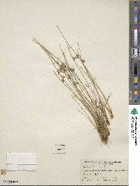 Juncus filiformis image