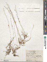 Juncus filiformis image