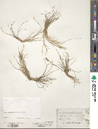 Juncus filiformis image