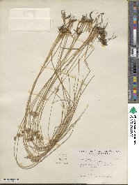 Juncus filiformis image